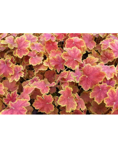 Гейхера гібридна Тірамісу | Heuchera hybrida Tiramisu | Гейхера гибридная Тирамису