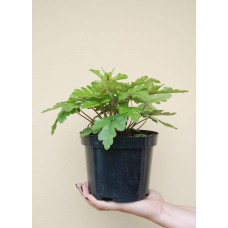 Гейхера гібридна Старберст | Heuchera hybrida Starburst | Гейхера гибридная Старбёрст