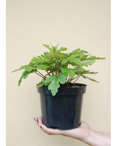 Гейхера гібридна Старберст | Heuchera hybrida Starburst | Гейхера гибридная Старбёрст