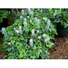 Гейхера гібридна Старберст | Heuchera hybrida Starburst | Гейхера гибридная Старбёрст