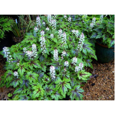 Гейхера гібридна Старберст | Heuchera hybrida Starburst | Гейхера гибридная Старбёрст