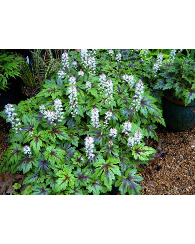 Гейхера гібридна Старберст | Heuchera hybrida Starburst | Гейхера гибридная Старбёрст