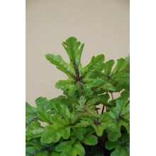 Гейхера гібридна Старберст | Heuchera hybrida Starburst | Гейхера гибридная Старбёрст