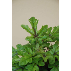 Гейхера гібридна Старберст | Heuchera hybrida Starburst | Гейхера гибридная Старбёрст