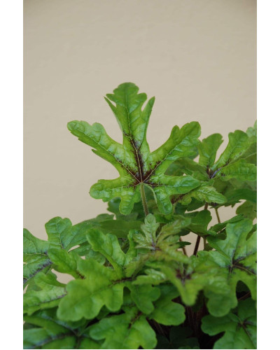 Гейхера гібридна Старберст | Heuchera hybrida Starburst | Гейхера гибридная Старбёрст