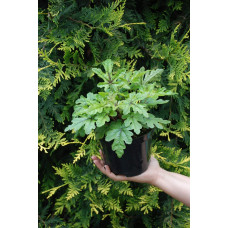 Гейхера гібридна Старберст | Heuchera hybrida Starburst | Гейхера гибридная Старбёрст