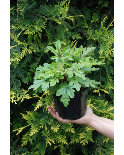 Гейхера гібридна Старберст | Heuchera hybrida Starburst | Гейхера гибридная Старбёрст