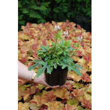 Гейхера гібридна Старберст | Heuchera hybrida Starburst | Гейхера гибридная Старбёрст