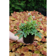 Гейхера гібридна Старберст | Heuchera hybrida Starburst | Гейхера гибридная Старбёрст