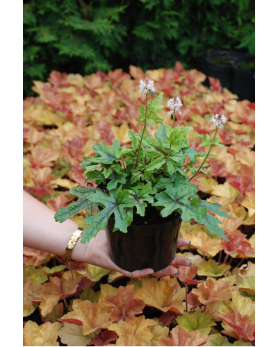 Гейхера гібридна Старберст | Heuchera hybrida Starburst | Гейхера гибридная Старбёрст