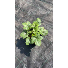 Гейхера гібридна Старберст | Heuchera hybrida Starburst | Гейхера гибридная Старбёрст
