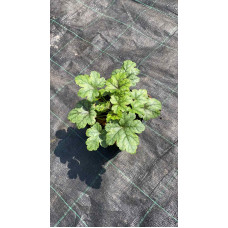 Гейхера гібридна Старберст | Heuchera hybrida Starburst | Гейхера гибридная Старбёрст