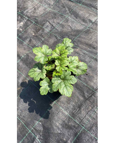 Гейхера гібридна Старберст | Heuchera hybrida Starburst | Гейхера гибридная Старбёрст