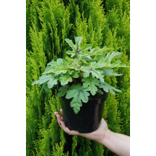 Гейхера гібридна Старберст | Heuchera hybrida Starburst | Гейхера гибридная Старбёрст