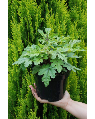 Гейхера гібридна Старберст | Heuchera hybrida Starburst | Гейхера гибридная Старбёрст