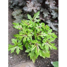 Гейхера гібридна Старберст | Heuchera hybrida Starburst | Гейхера гибридная Старбёрст