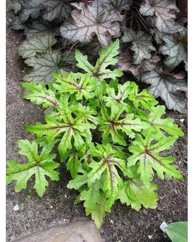 Гейхера гібридна Старберст | Heuchera hybrida Starburst | Гейхера гибридная Старбёрст