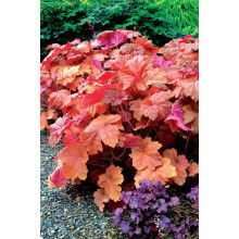 Гейхера гібридна Саузен Комфорт | Heuchera hybrida Southern Comfort| Гейхера гибридная Саузен Комфорт