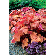 Гейхера гібридна Саузен Комфорт | Heuchera hybrida Southern Comfort| Гейхера гибридная Саузен Комфорт