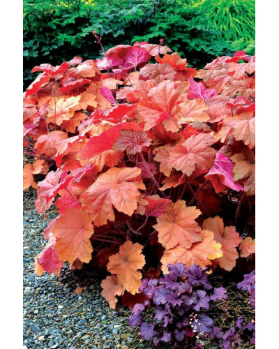 Гейхера гібридна Саузен Комфорт | Heuchera hybrida Southern Comfort| Гейхера гибридная Саузен Комфорт