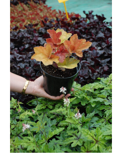 Гейхера гібридна Саузен Комфорт | Heuchera hybrida Southern Comfort| Гейхера гибридная Саузен Комфорт