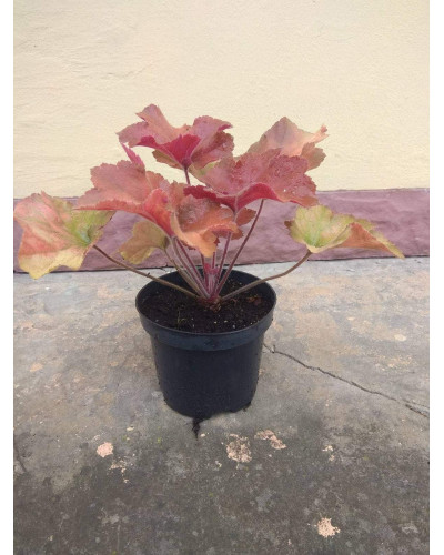 Гейхера гібридна Саузен Комфорт | Heuchera hybrida Southern Comfort| Гейхера гибридная Саузен Комфорт