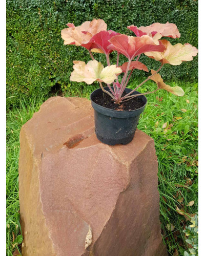 Гейхера гібридна Саузен Комфорт | Heuchera hybrida Southern Comfort| Гейхера гибридная Саузен Комфорт