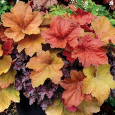 Гейхера гібридна Саузен Комфорт | Heuchera hybrida Southern Comfort| Гейхера гибридная Саузен Комфорт