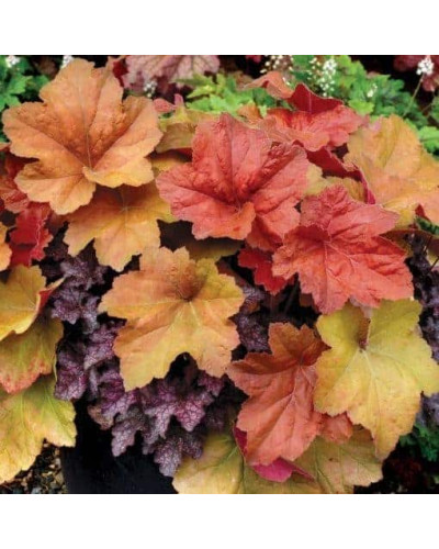 Гейхера гібридна Саузен Комфорт | Heuchera hybrida Southern Comfort| Гейхера гибридная Саузен Комфорт