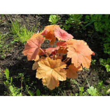 Гейхера гібридна Саузен Комфорт | Heuchera hybrida Southern Comfort| Гейхера гибридная Саузен Комфорт