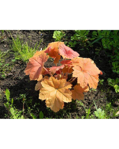 Гейхера гібридна Саузен Комфорт | Heuchera hybrida Southern Comfort| Гейхера гибридная Саузен Комфорт