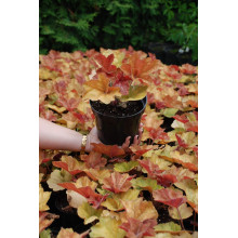 Гейхера гібридна Саузен Комфорт | Heuchera hybrida Southern Comfort| Гейхера гибридная Саузен Комфорт