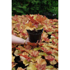 Гейхера гібридна Саузен Комфорт | Heuchera hybrida Southern Comfort| Гейхера гибридная Саузен Комфорт