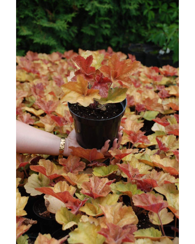 Гейхера гібридна Саузен Комфорт | Heuchera hybrida Southern Comfort| Гейхера гибридная Саузен Комфорт