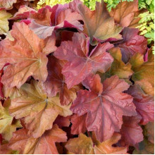 Гейхера гібридна Саузен Комфорт | Heuchera hybrida Southern Comfort| Гейхера гибридная Саузен Комфорт