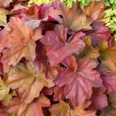 Гейхера гібридна Саузен Комфорт | Heuchera hybrida Southern Comfort| Гейхера гибридная Саузен Комфорт