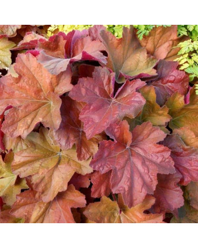 Гейхера гібридна Саузен Комфорт | Heuchera hybrida Southern Comfort| Гейхера гибридная Саузен Комфорт