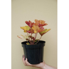 Гейхера гібридна Саузен Комфорт | Heuchera hybrida Southern Comfort| Гейхера гибридная Саузен Комфорт