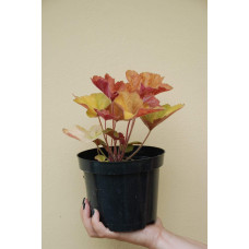 Гейхера гібридна Саузен Комфорт | Heuchera hybrida Southern Comfort| Гейхера гибридная Саузен Комфорт