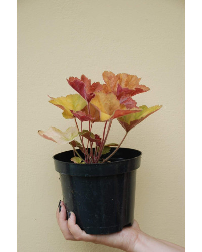 Гейхера гібридна Саузен Комфорт | Heuchera hybrida Southern Comfort| Гейхера гибридная Саузен Комфорт