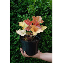 Гейхера гібридна Саузен Комфорт | Heuchera hybrida Southern Comfort| Гейхера гибридная Саузен Комфорт