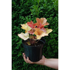 Гейхера гібридна Саузен Комфорт | Heuchera hybrida Southern Comfort| Гейхера гибридная Саузен Комфорт