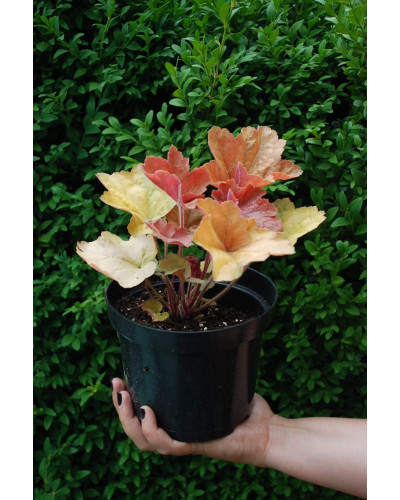 Гейхера гібридна Саузен Комфорт | Heuchera hybrida Southern Comfort| Гейхера гибридная Саузен Комфорт