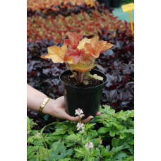 Гейхера гібридна Саузен Комфорт | Heuchera hybrida Southern Comfort| Гейхера гибридная Саузен Комфорт
