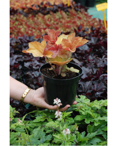 Гейхера гібридна Саузен Комфорт | Heuchera hybrida Southern Comfort| Гейхера гибридная Саузен Комфорт