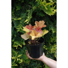 Гейхера гібридна Саузен Комфорт | Heuchera hybrida Southern Comfort| Гейхера гибридная Саузен Комфорт