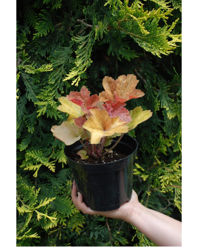 Гейхера гібридна Саузен Комфорт | Heuchera hybrida Southern Comfort| Гейхера гибридная Саузен Комфорт