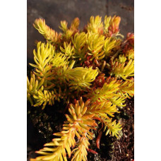 Очиток шиловидний ґрунтопокривний Ауреум | Sedum rupestre Aureum | Очиток шиловидный почвопокровный Ауреум