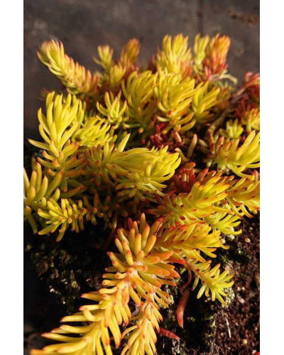 Очиток шиловидний ґрунтопокривний Ауреум | Sedum rupestre Aureum | Очиток шиловидный почвопокровный Ауреум