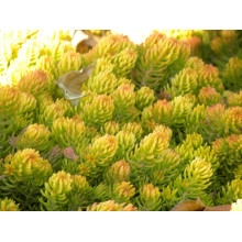 Очиток шиловидний ґрунтопокривний Ауреум | Sedum rupestre Aureum | Очиток шиловидный почвопокровный Ауреум